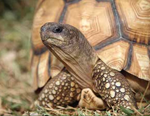 ADOPT A TORTOISE