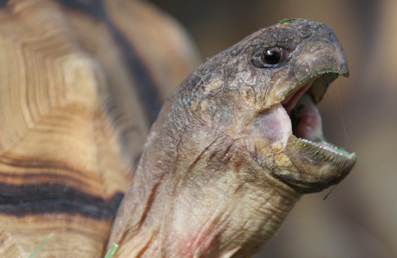 TORTOISES