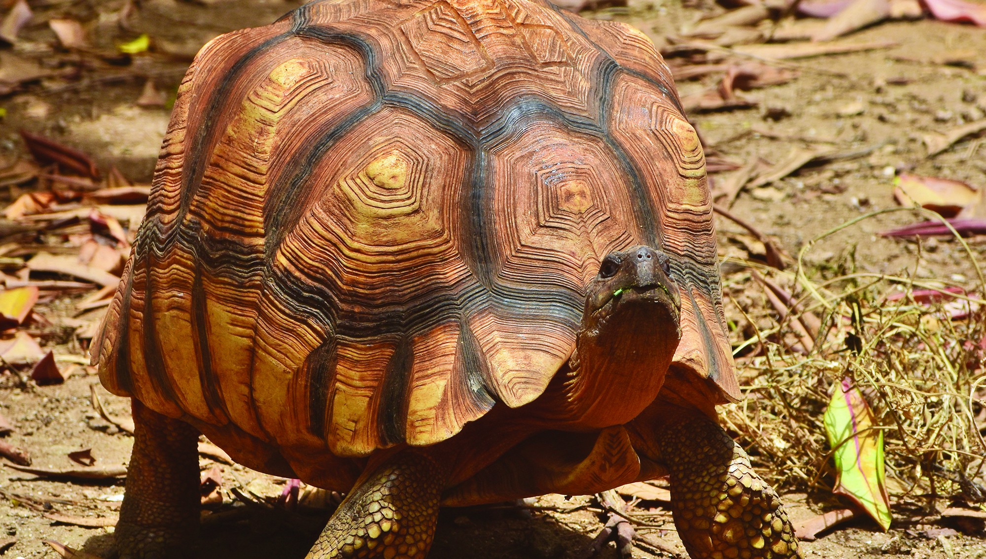 GIANT TORTOISES